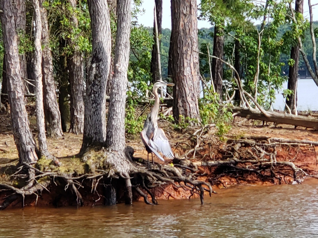 Lake Hartwell Boat Tours-Lavonia必去景点