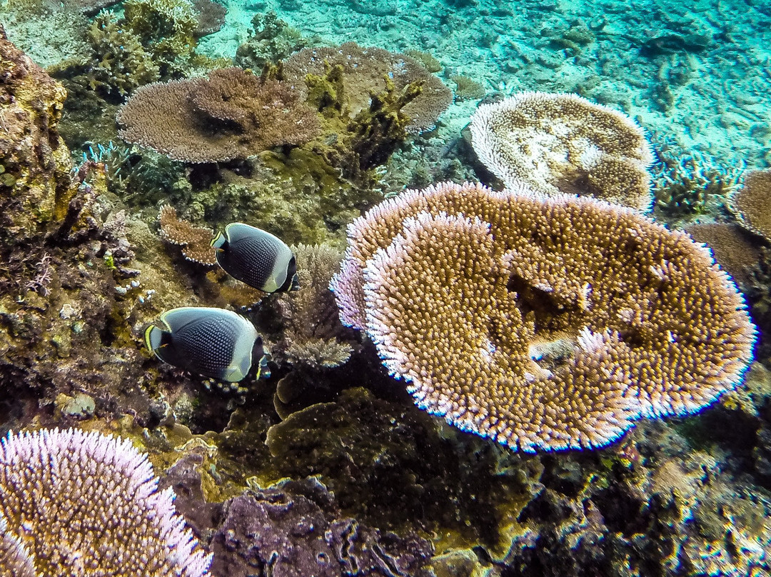 Samoa Dive & Snorkel-阿皮亚必去景点