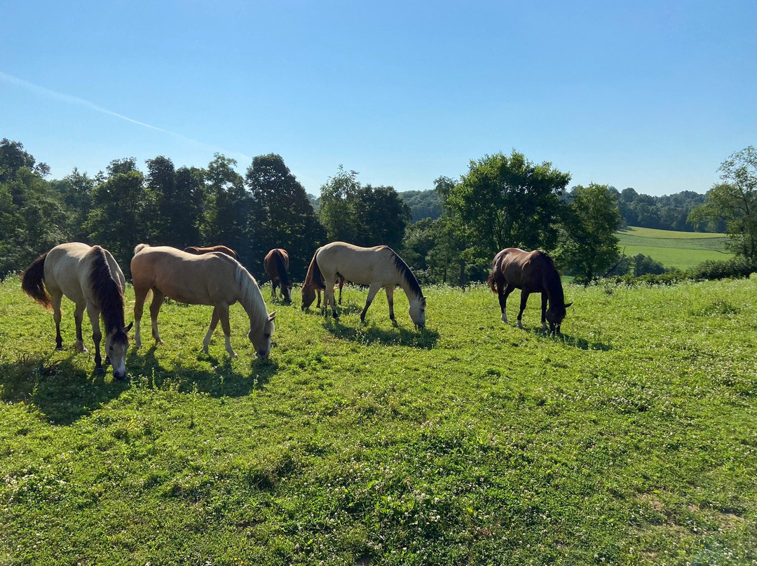 Amish Country Riding Stables-Millersburg必去景点