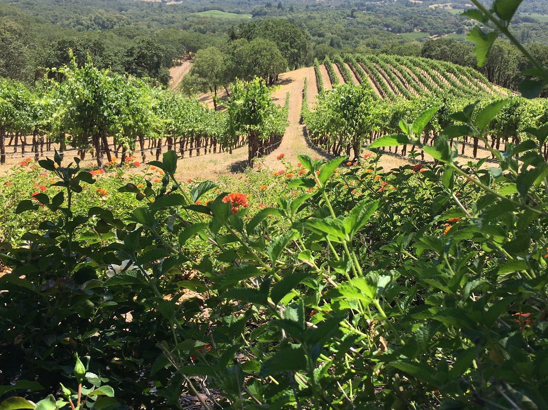 Two Amigos Winery景点图片