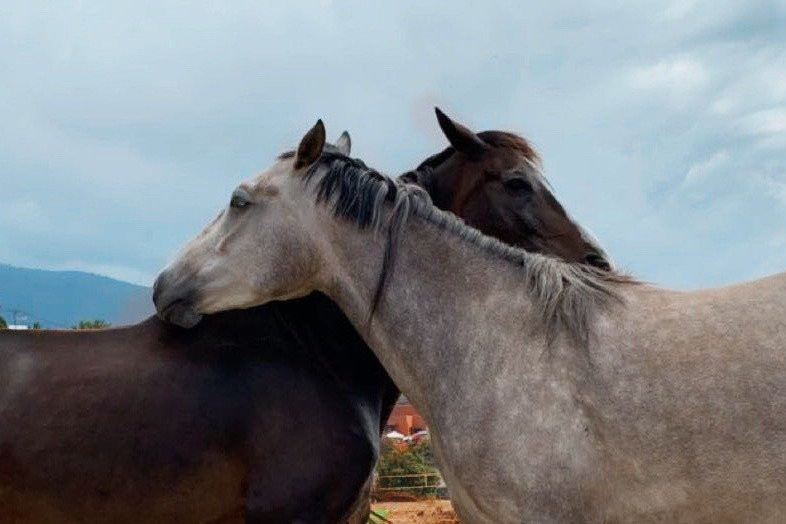 Centro Hípico Savvy Tenerife / Horse riding Tenerife / Reiten Teneriffa-德拉克鲁兹索尔港必去景点