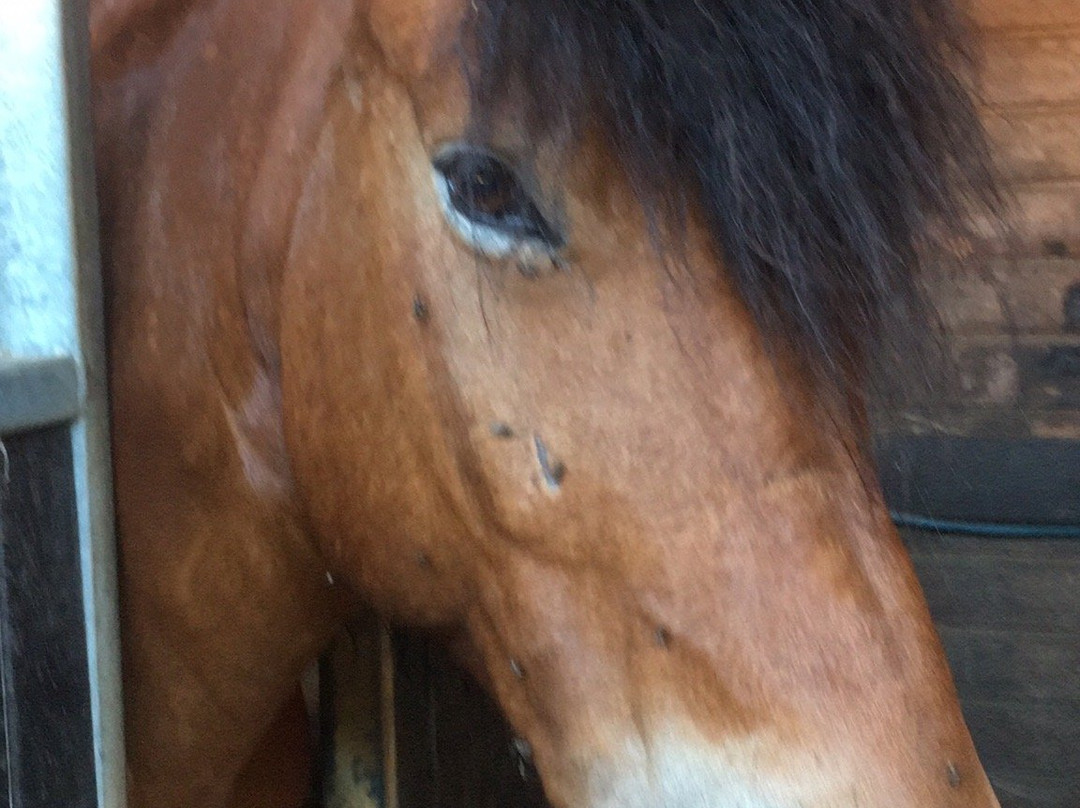 Centre Equestre de la Prade-Messanges必去景点