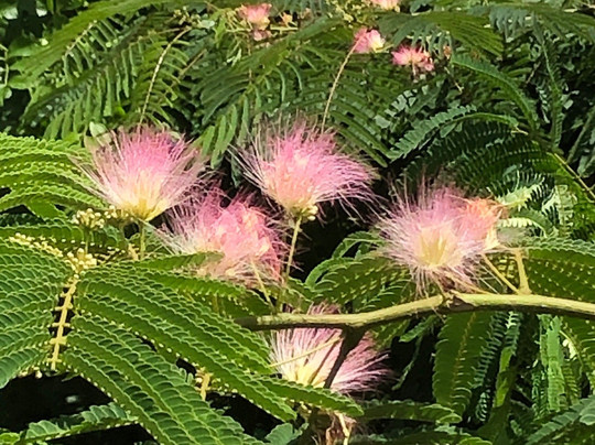 Etowah River Park-Canton必去景点