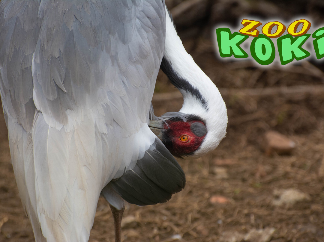 Zoo Koki Parque Zoologico y Botanico景点图片
