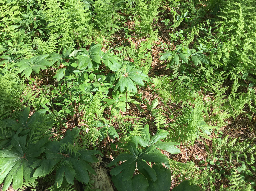 Willow Oak Natural Area景点图片