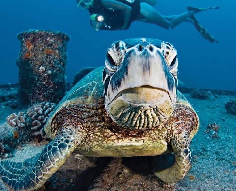 Best Dive & Lifeguard Center-费特希耶必去景点