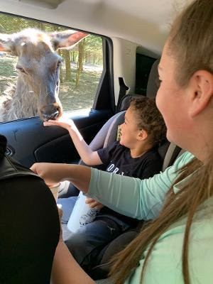 Briarwood Ranch Safari Park-莫利斯敦必去景点