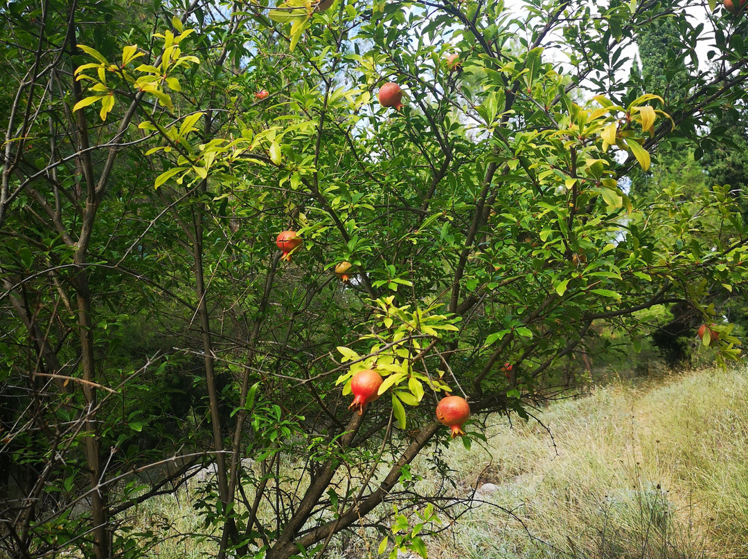 Park Forest Gorica-波德戈里察必去景点