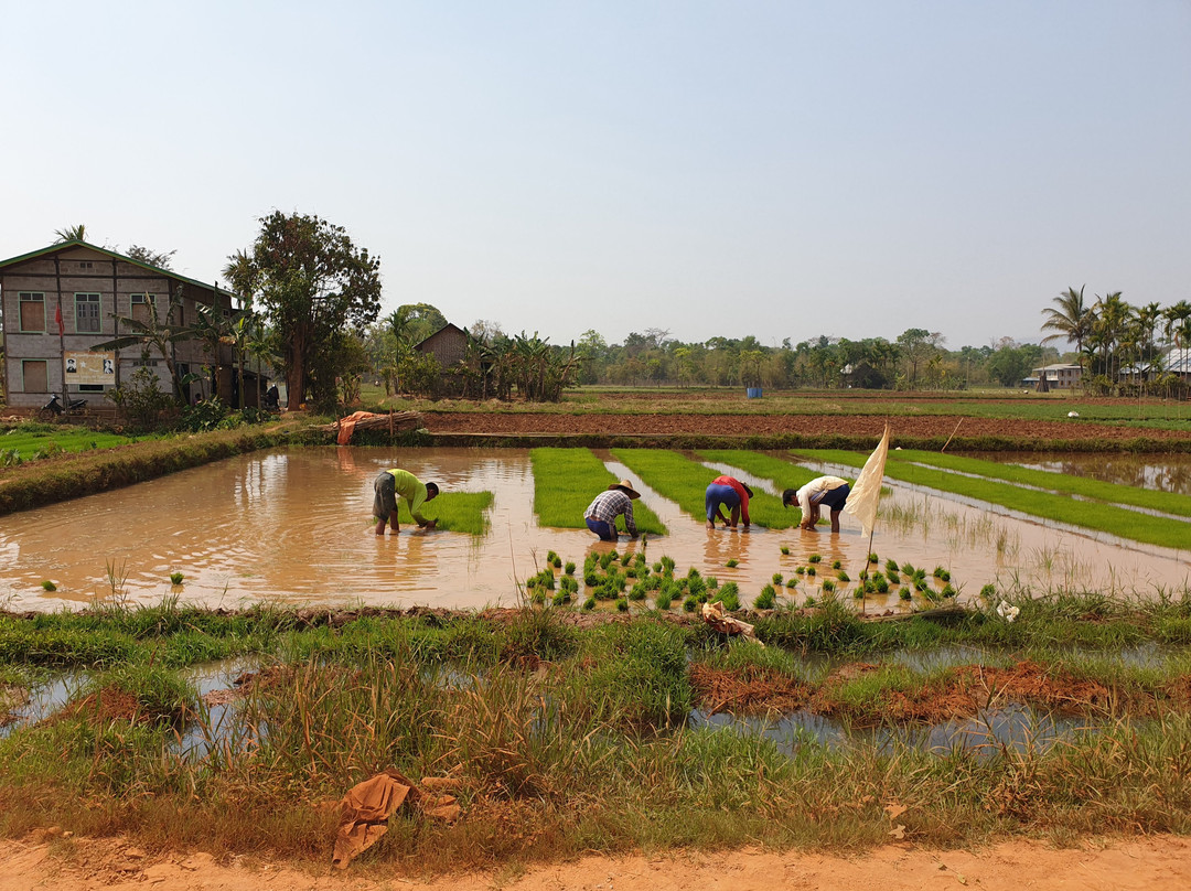 Maing Thouk Village-Nyaungshwe必去景点