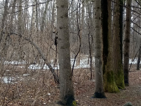 Khabarovsk Arboretum-哈巴罗夫斯克必去景点