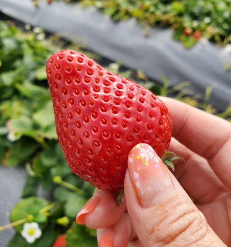 Nikko Strawberry Park-日光市必去景点