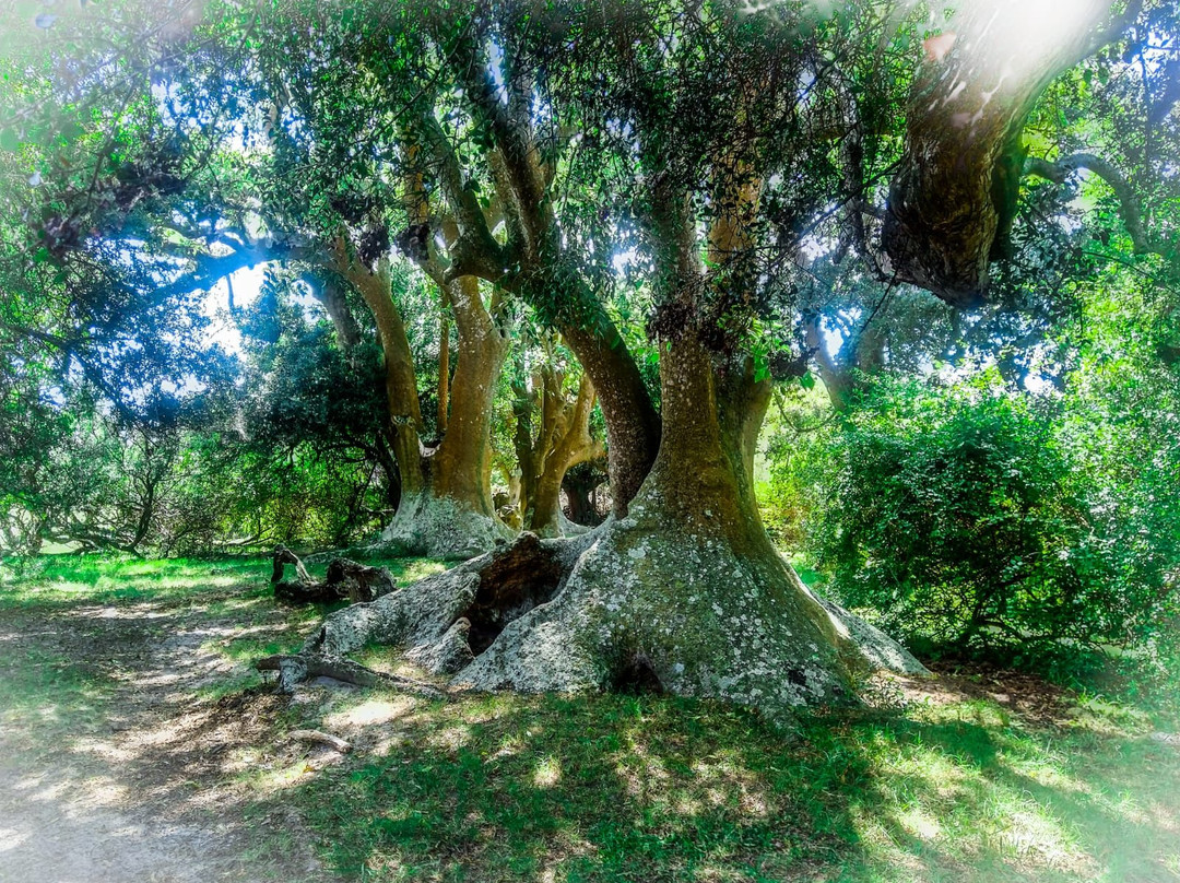 Monte de Ombues-Rocha必去景点