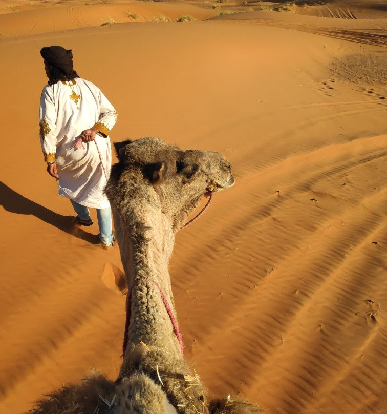 Camel Bivouac Merzouga景点图片