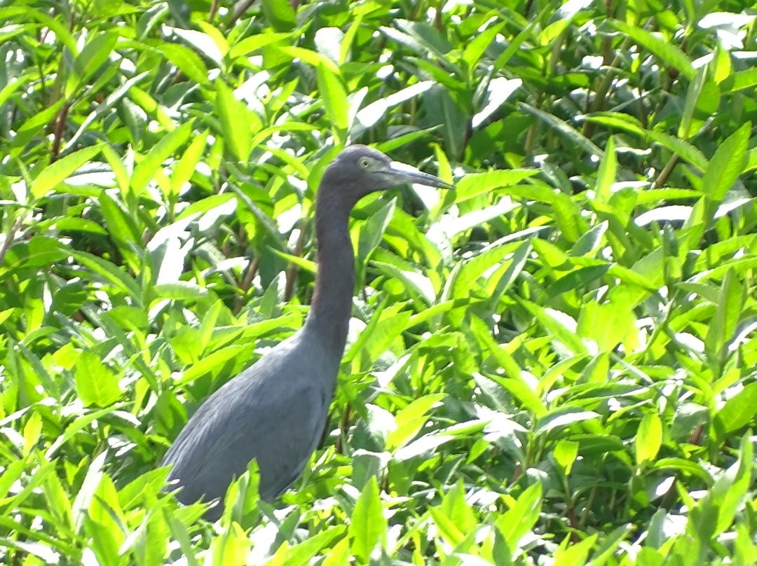 Humedal El Jaboque-波哥大必去景点