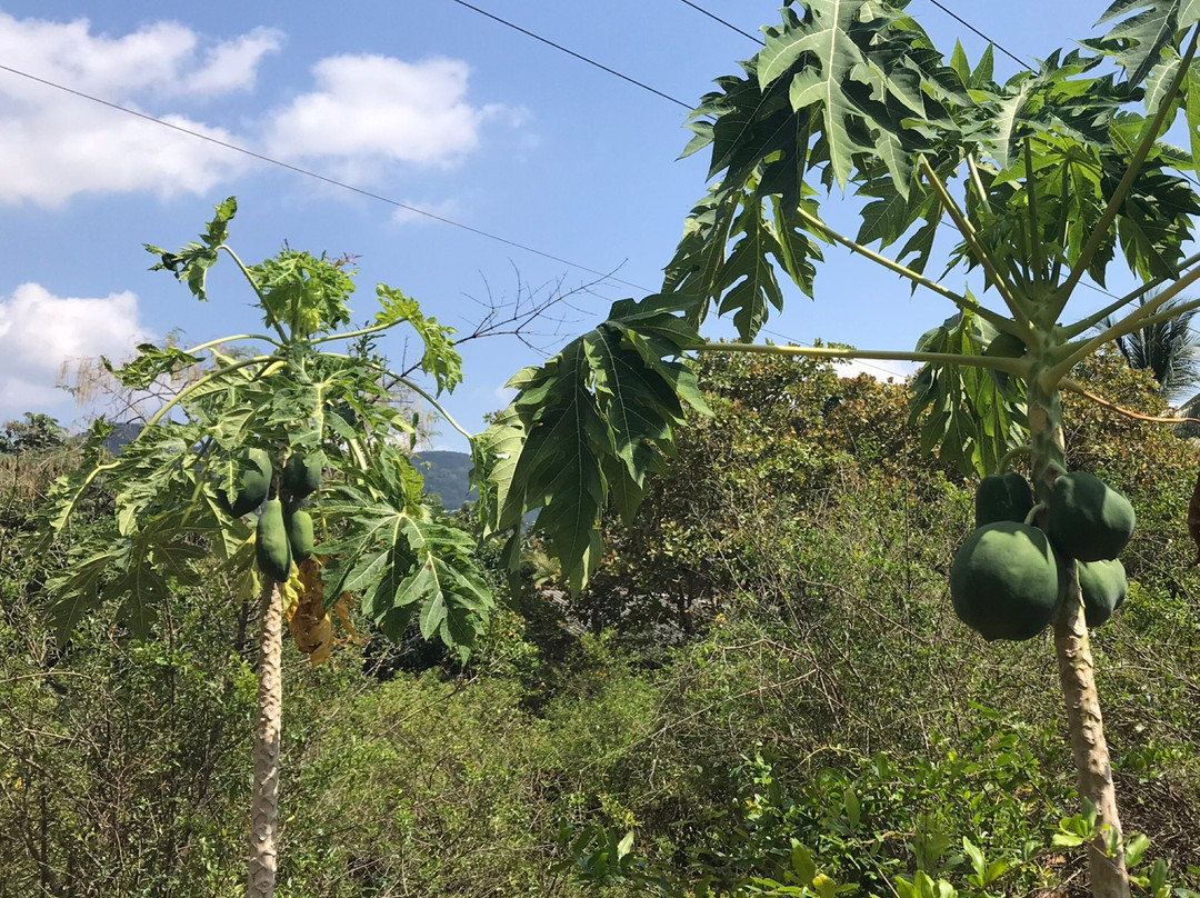 Delum Uyana Tours-丹布拉必去景点