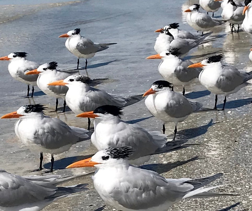 Redington Shores Beach Access景点图片