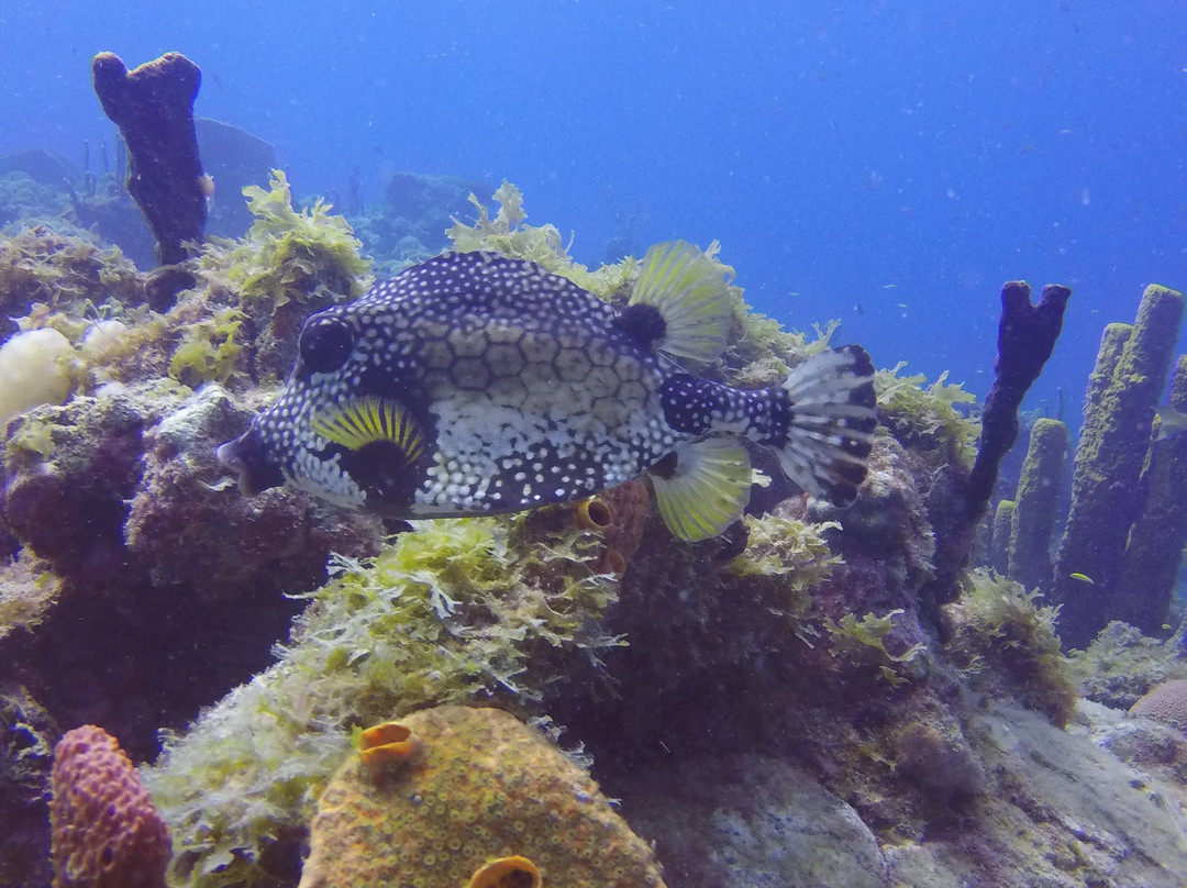 Lumbadive Padi 5 Stars-Carriacou Island必去景点