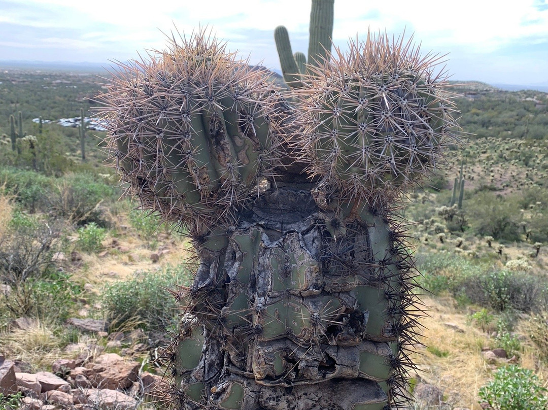 Hieroglyphic Canyon Trail-Gold Canyon必去景点