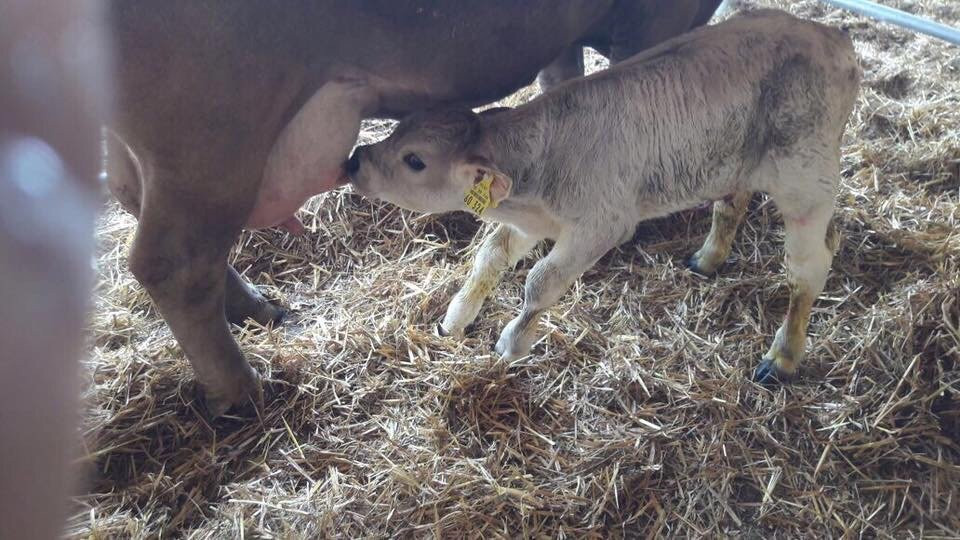 Rossbach旅游攻略图片