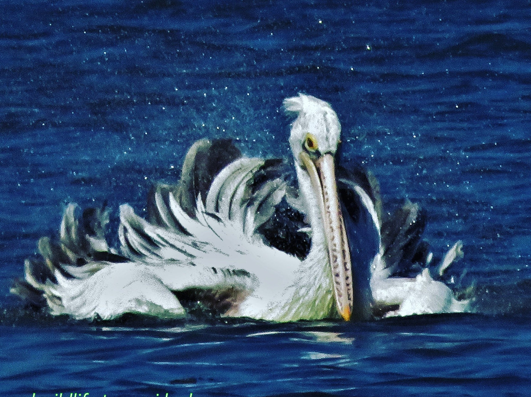 Bundala Wings And Wild Guilde Tours-Hambantota必去景点