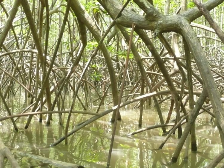 Mangrove Boat Tour景点图片