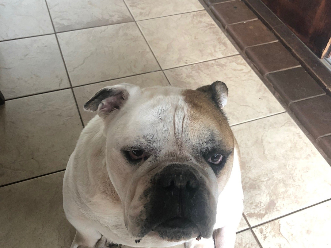 The Elephants Tusk主图