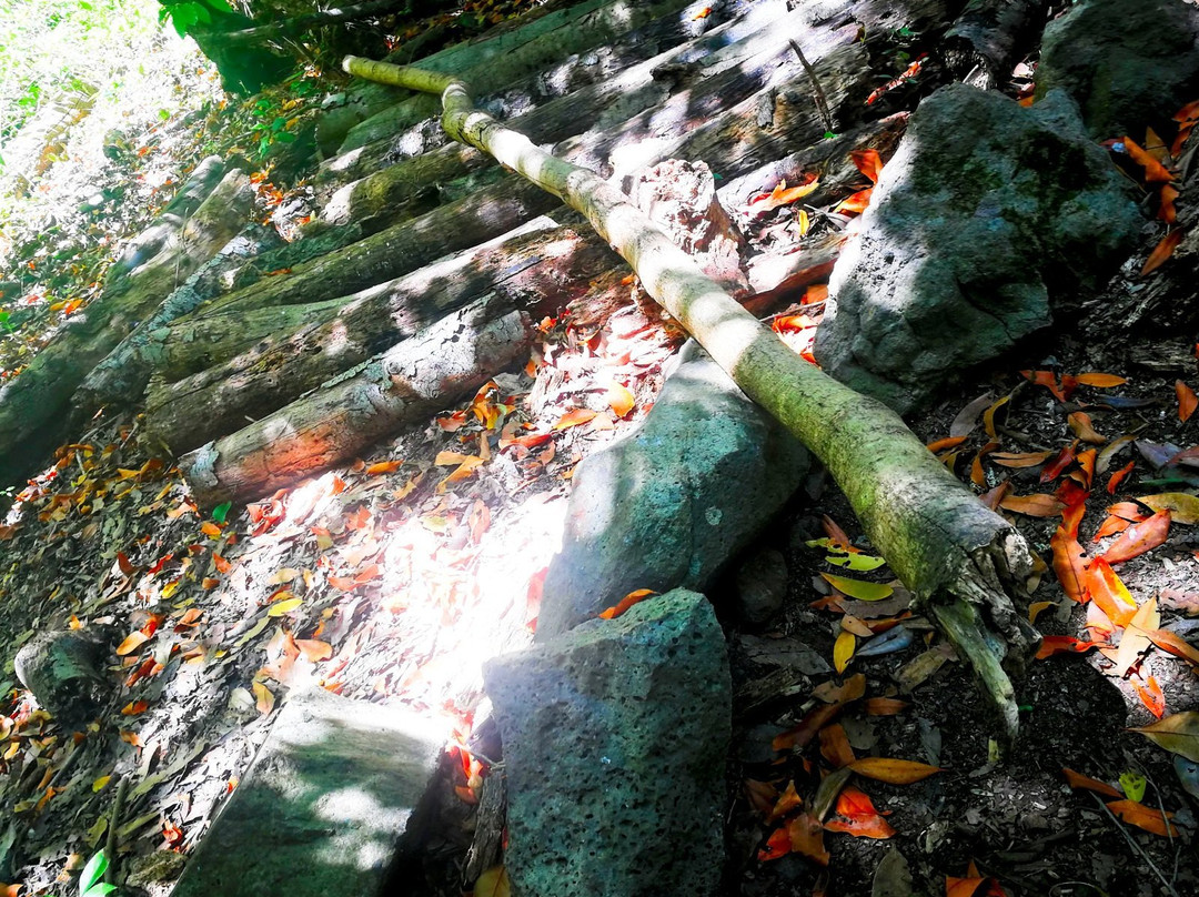 Los Tilos de Moya景点图片