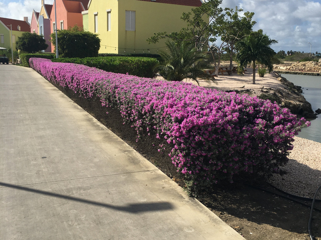 Corallium Hotel & Villas Bonaire主图