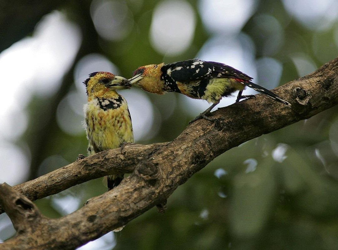 Southern Dynasty Safaris-Kafue必去景点