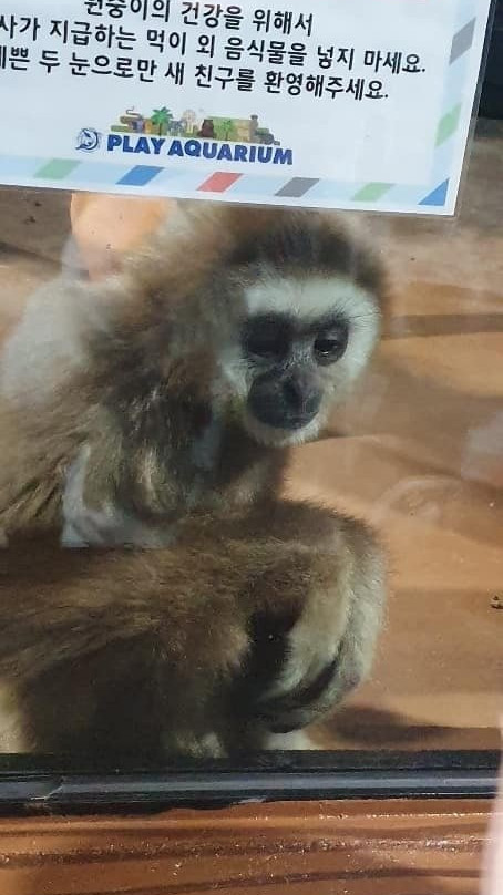 Play Aquarium Bucheon-富川市必去景点