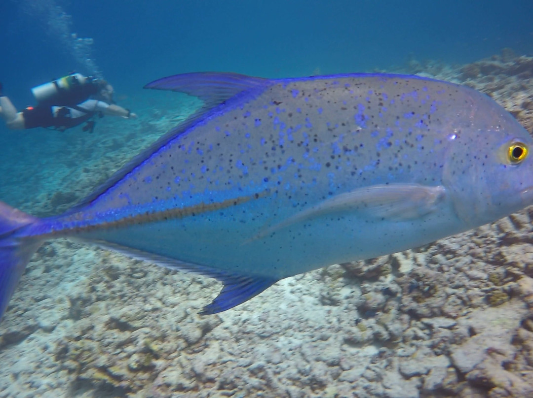 The Barefoot Diving Center-哈霓玛阿都必去景点