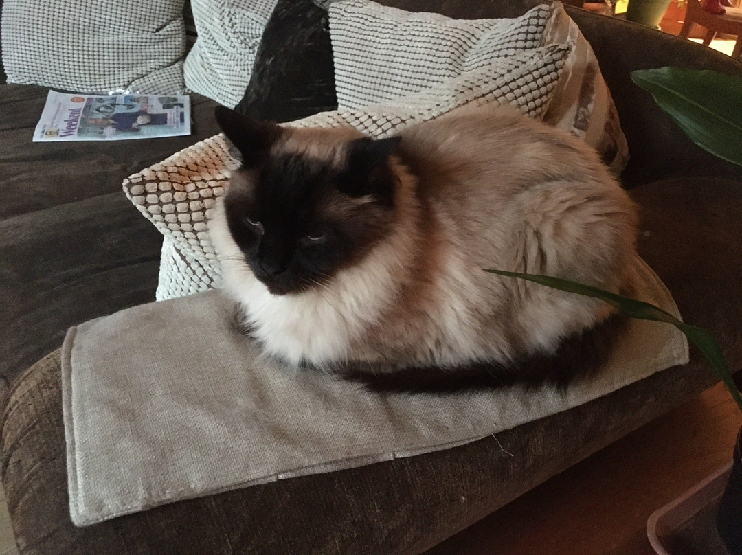 Caroline House主图