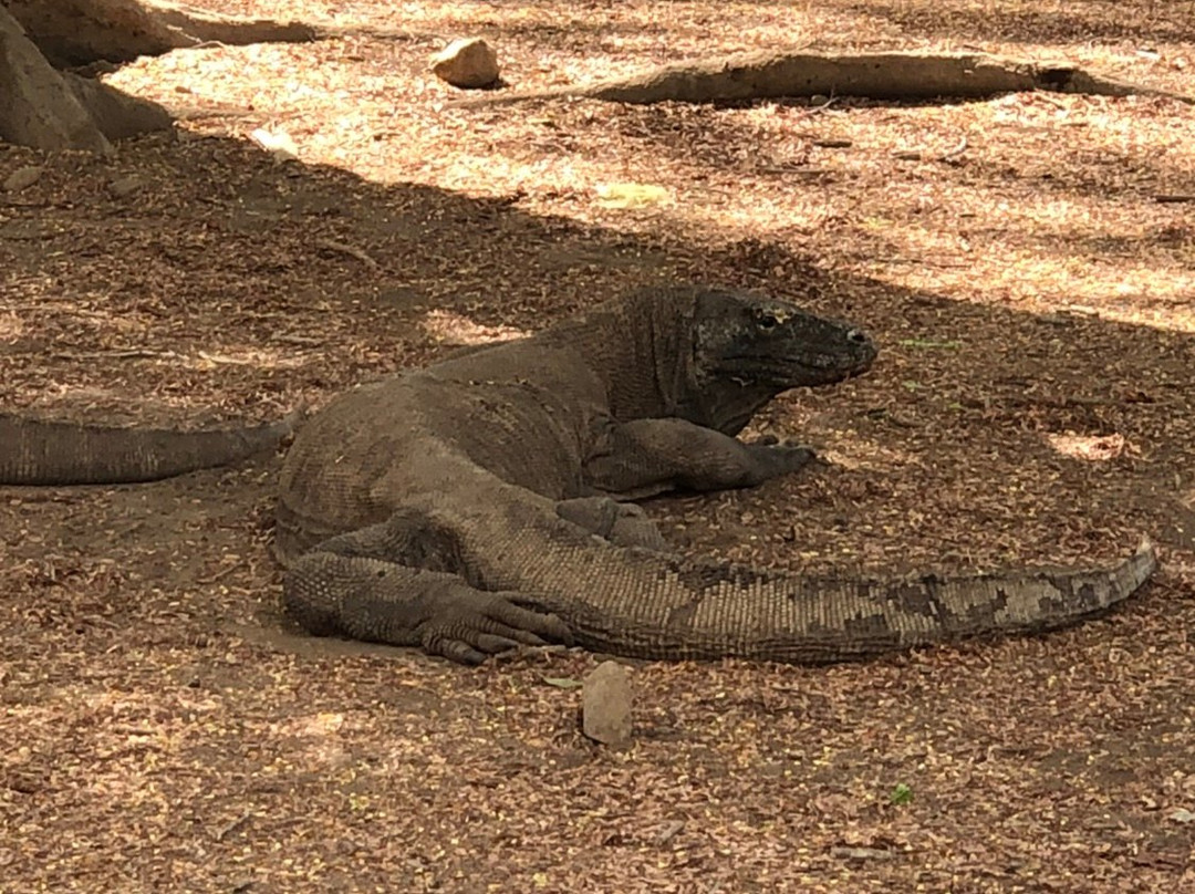 Beyond Komodo景点图片