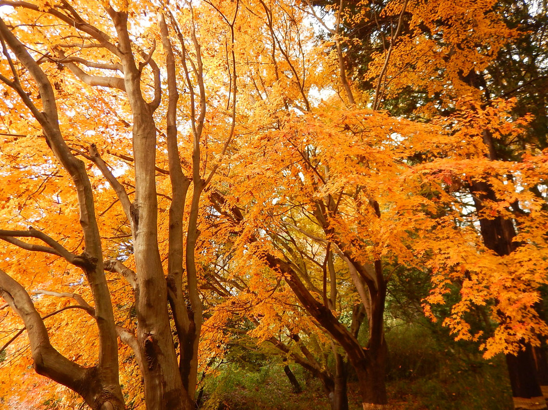 Oyamada Park-町田市必去景点