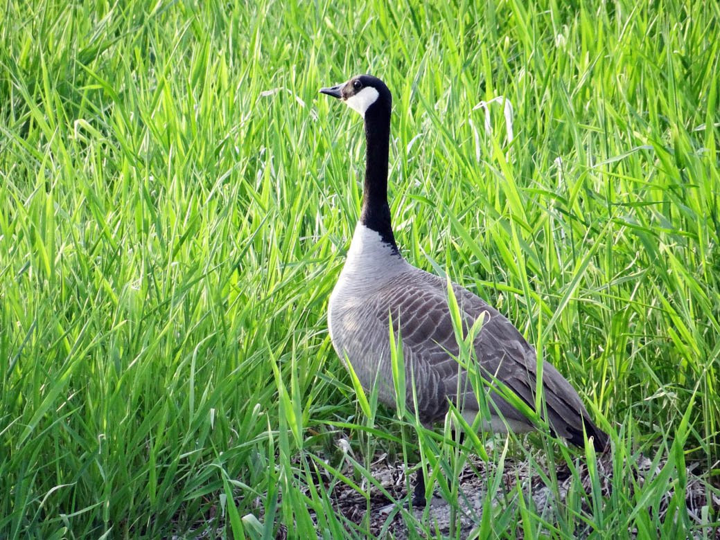 Peter Jannick Nature Park景点图片