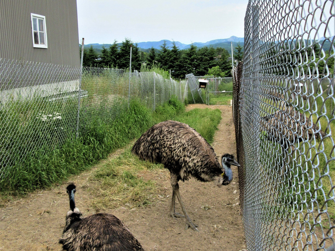 Centre de l'Émeu de Charlevoix-Saint Urbain必去景点