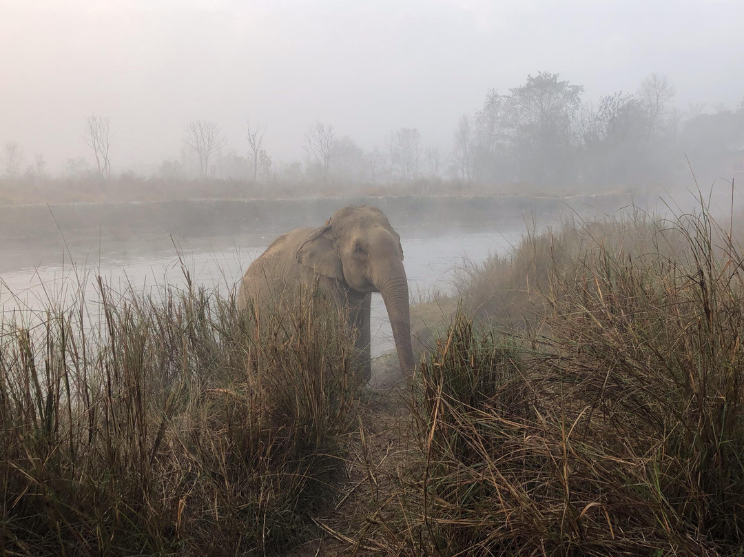 Everything Elephant-苏拉哈必去景点