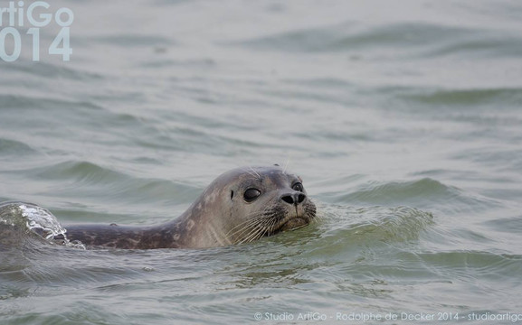 Wavekarting Cadzand-Cadzand必去景点
