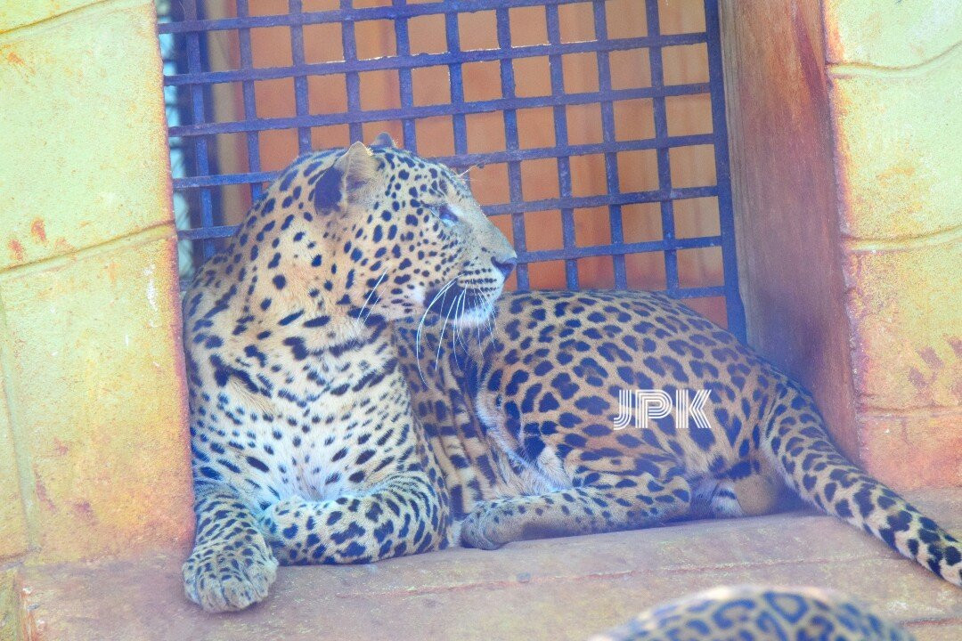 Gadag Zoo景点图片