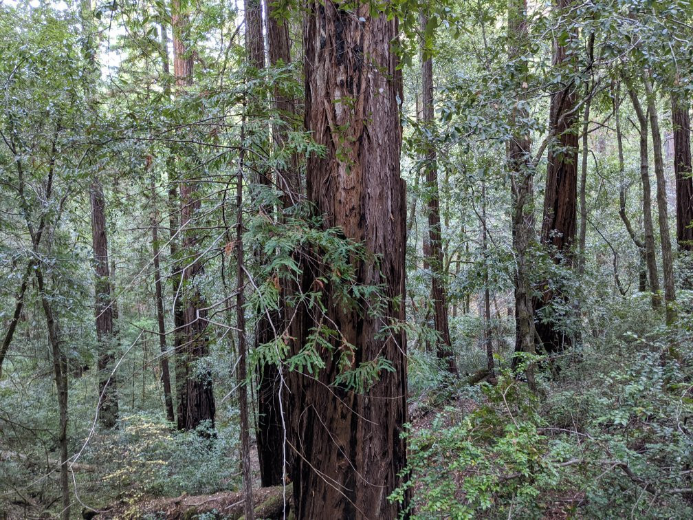 Montgomery Woods State Reserve景点图片
