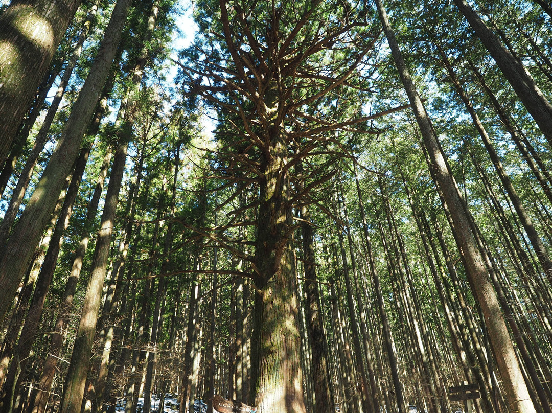 Bukozan no Osugi-横濑町必去景点