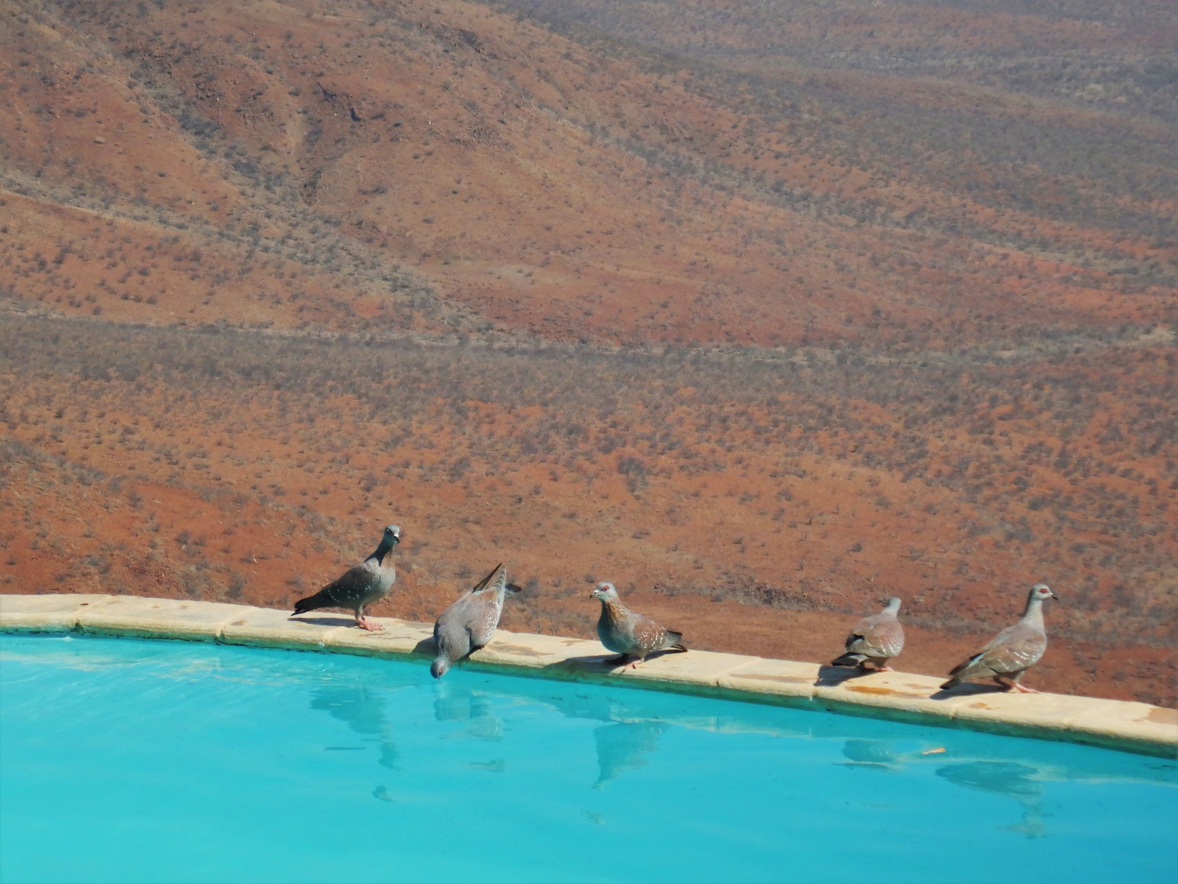 Grootberg Lodge-泳池