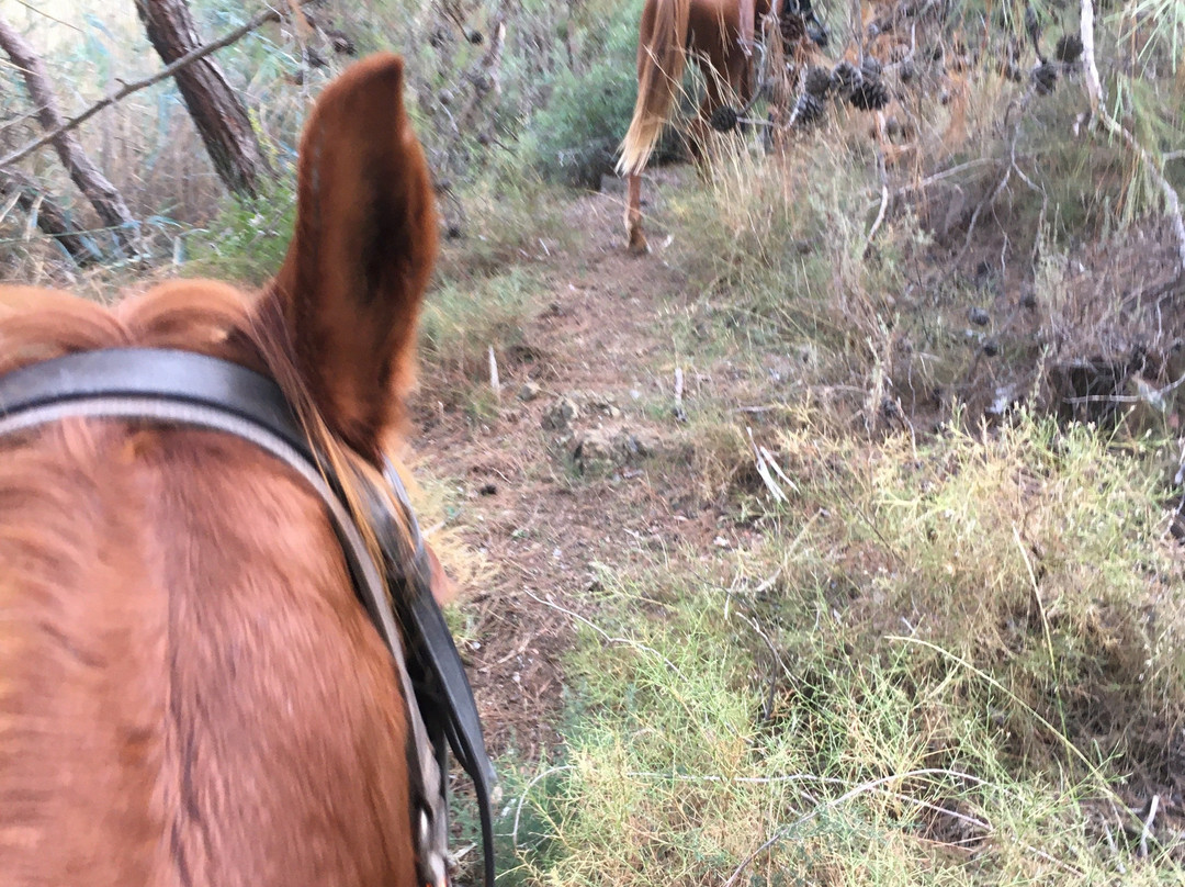 Desperado Horse Ranch景点图片
