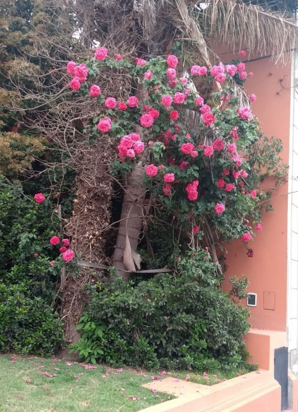 Carhue Hotel & Spa Termal主图