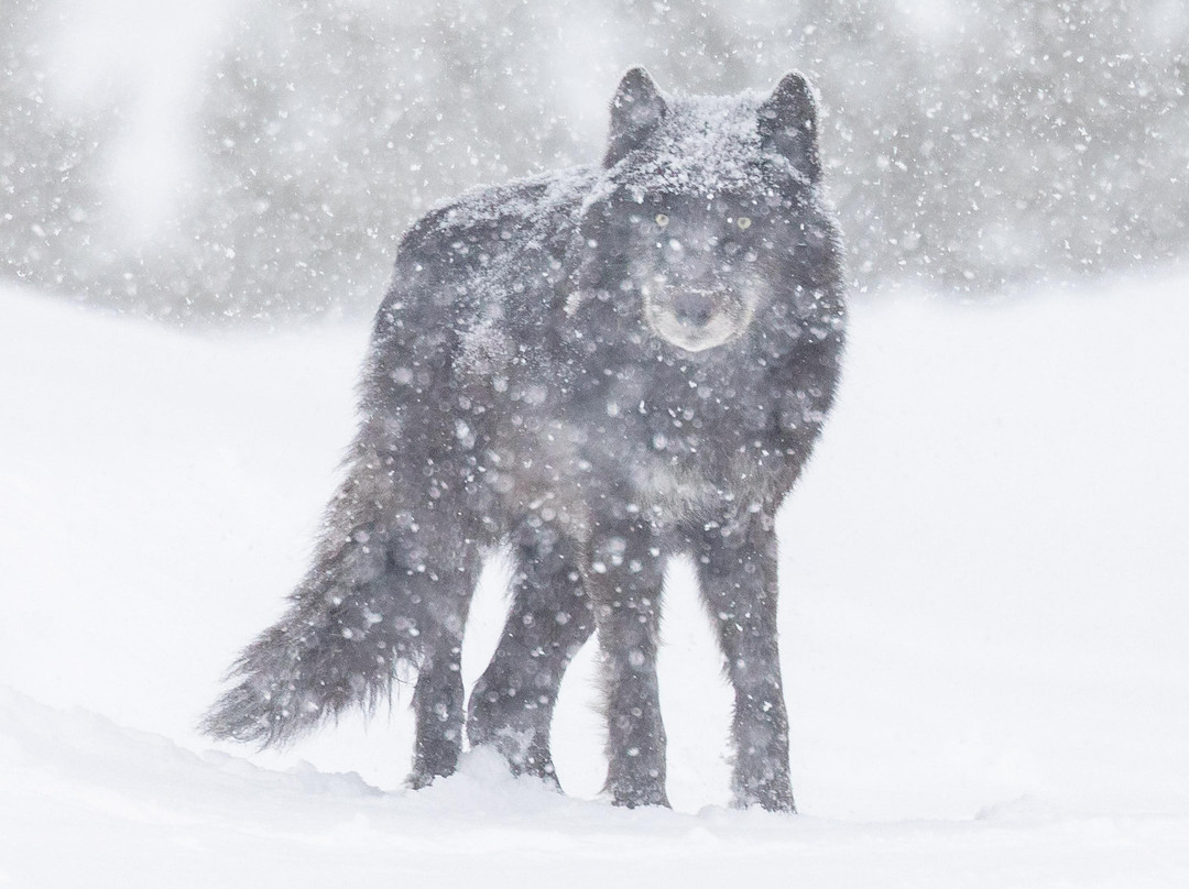 Trent Sizemore Photography-西黄石镇必去景点