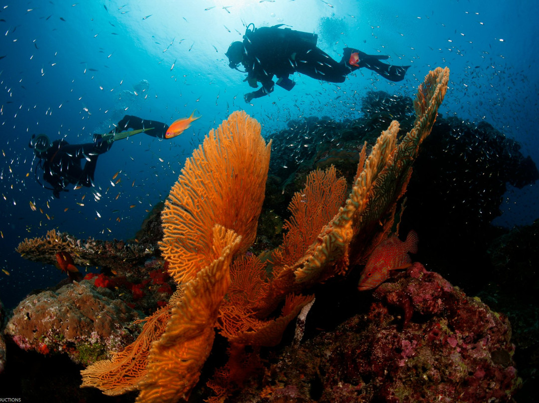 Scuba Guru - Diving Certification and Classes