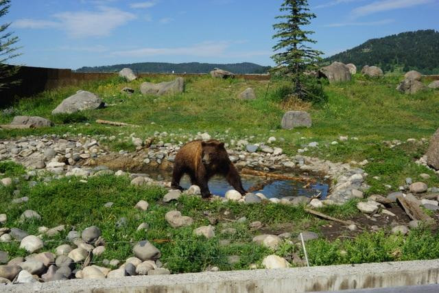 Montana Grizzly Encounter