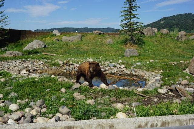 Montana Grizzly Encounter景点图片