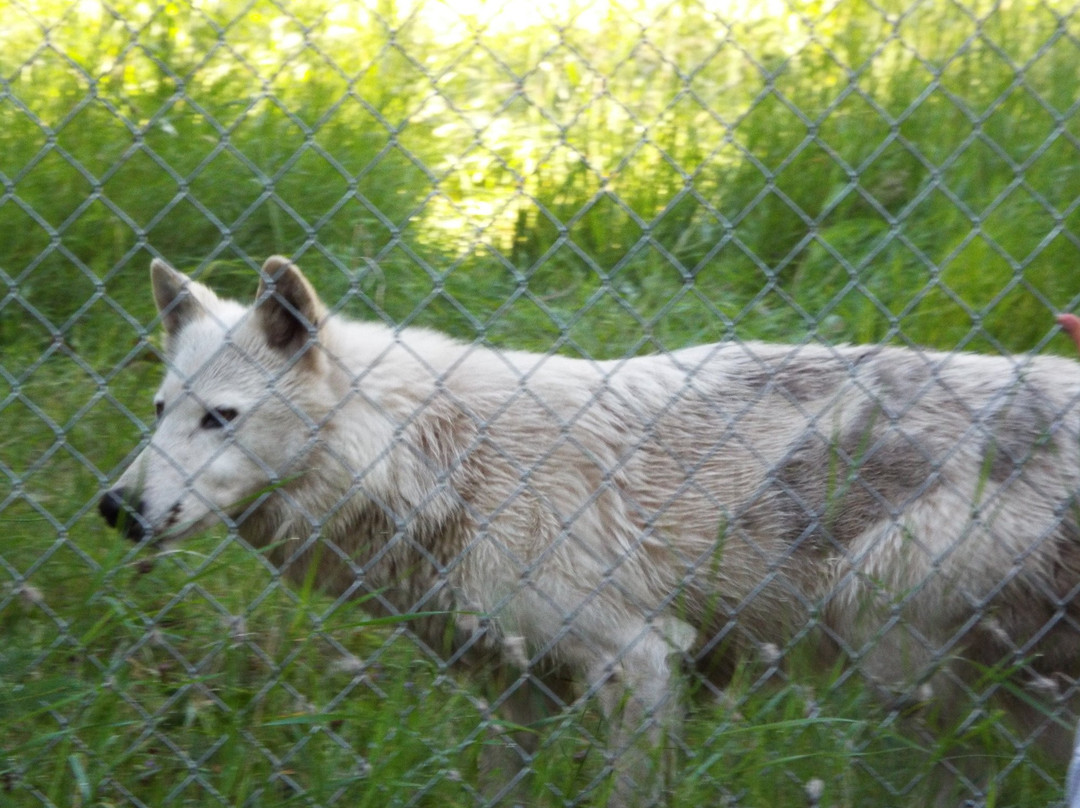 Wolf Education and Research Center景点图片