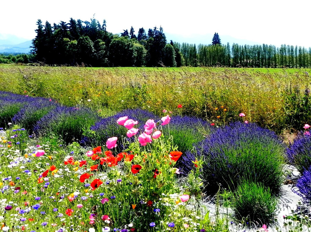 Washington Lavender景点图片